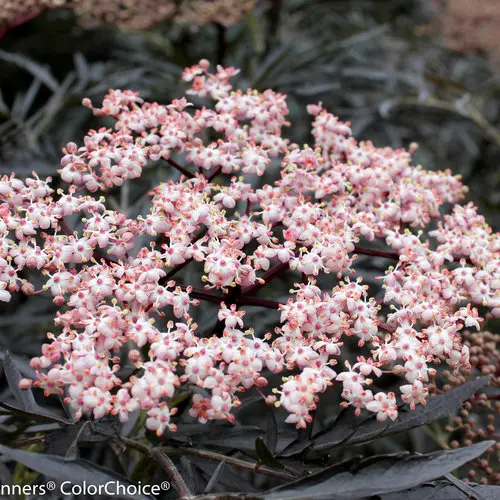 Elderberry Black Lace