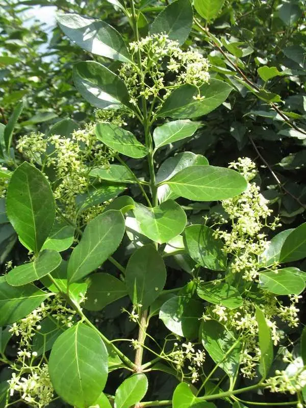 Euonymus Manhattan