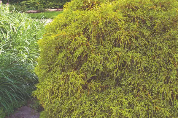 Falsecypress Golden Mops