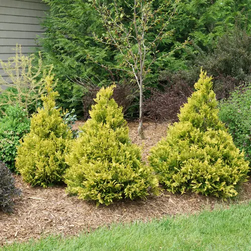 Falsecypress Soft Serve Gold