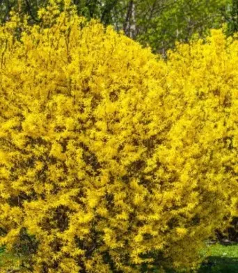 Forsythia Lynwood Gold