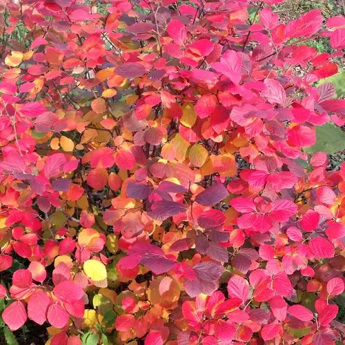 Fothergilla Legend of the Fall