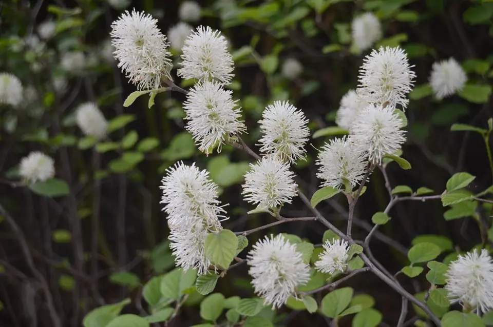 Fothergilla Dwarf
