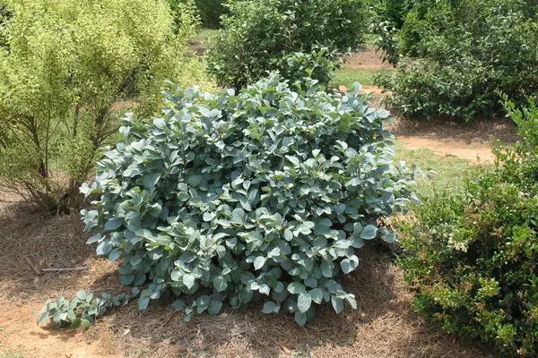Fothergilla Blue Shadow