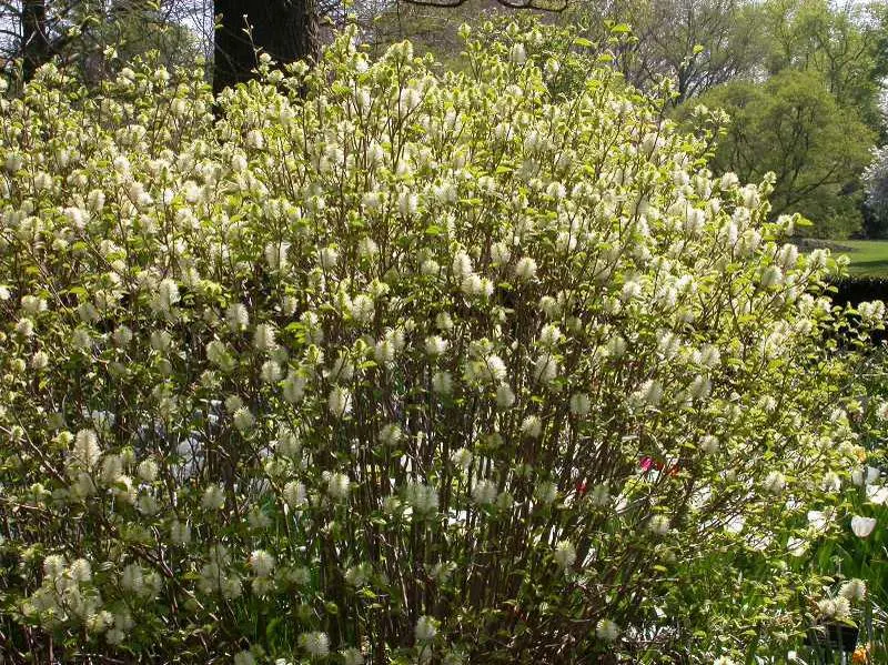 Fothergilla Mount Airy