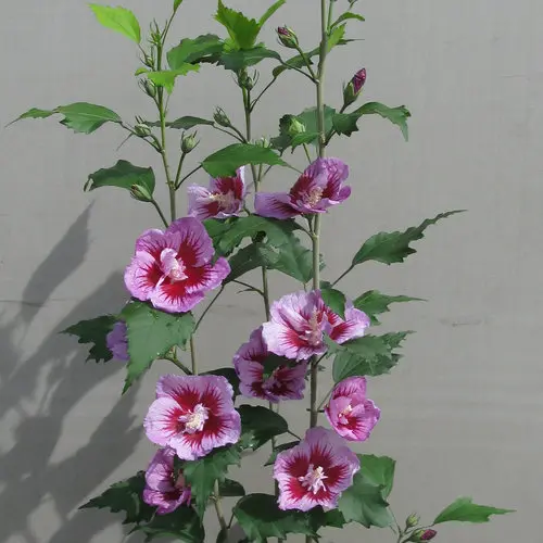 Rose of Sharon Purple Pillar