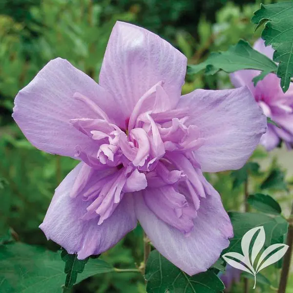 Hibiscus Double Purple