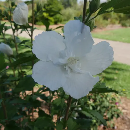 Rose of Sharon White Pillar