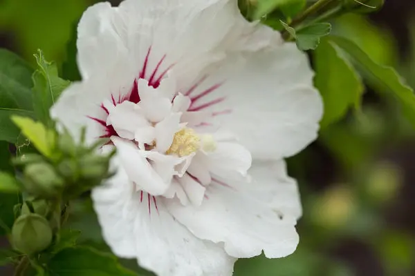 Rose of Sharon Bali