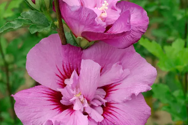 Rose of Sharon Tahiti