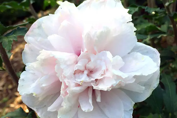 Hibiscus French Cabaret Blush