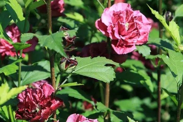 Rose of Sharon French Cabaret Red