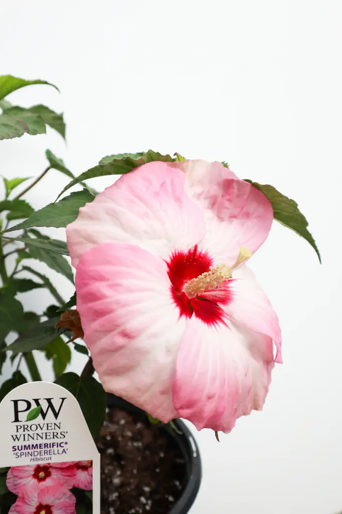 Hibiscus Spinderella