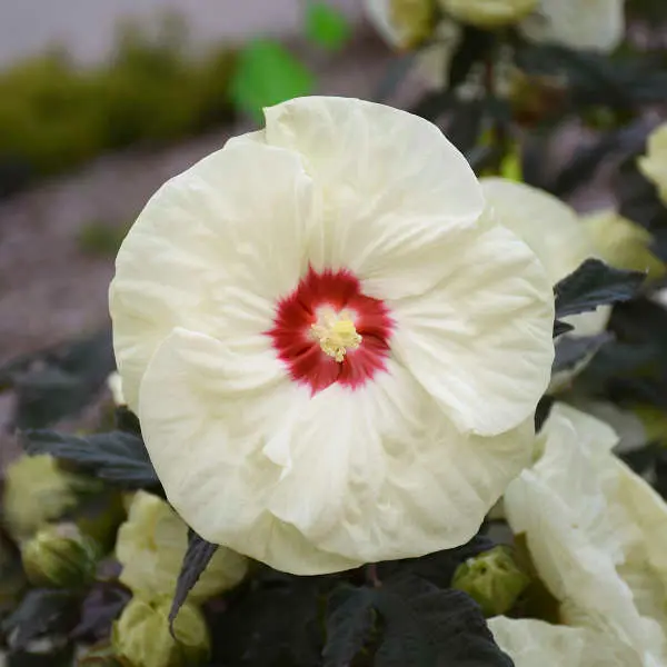 Hibiscus French Vanilla