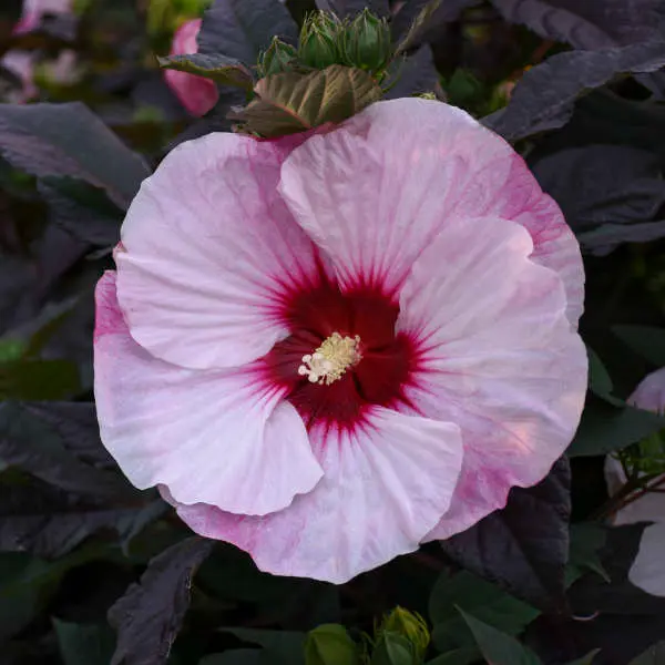 Hibiscus Perfect Storm