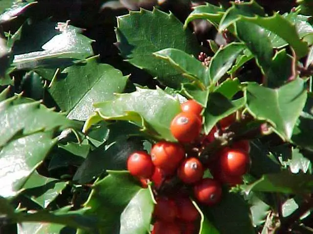 Holly Blue Princess & Prince