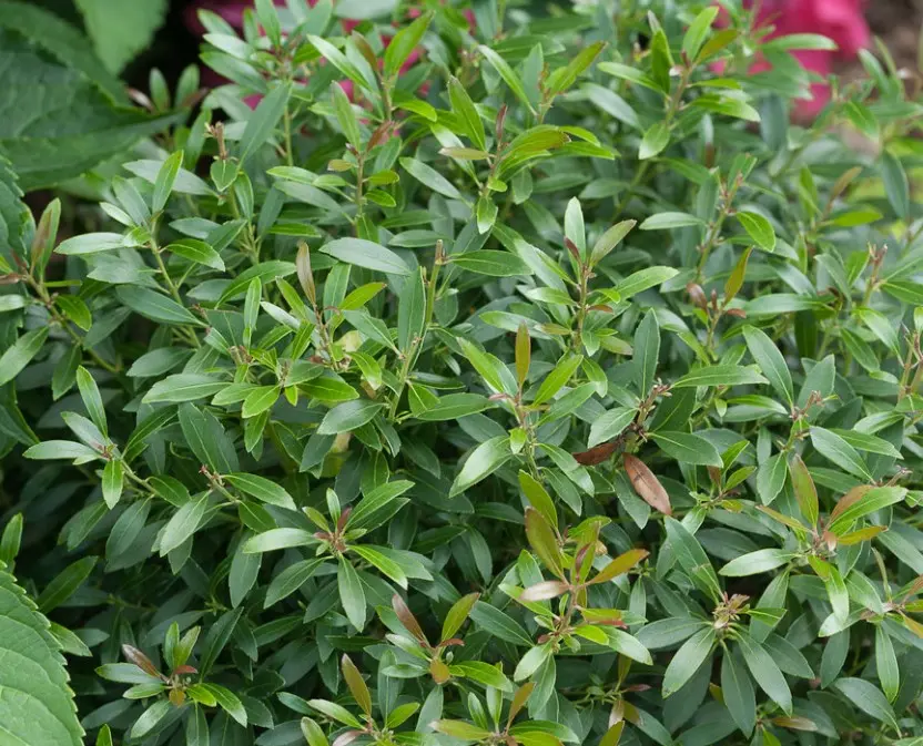 Holly Inkberry Gem Box