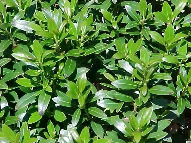 Holly Inkberry Shamrock