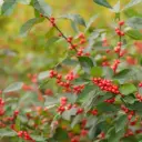 Holly Winterberry Berry Heavy