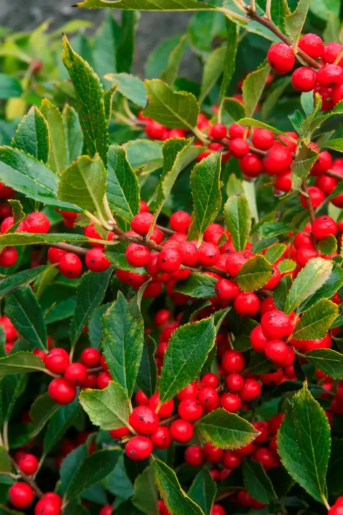 Holly Winterberry Red Sprite