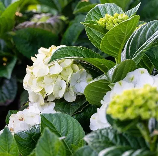 Hydrangea Bigleaf Grin & Tonic