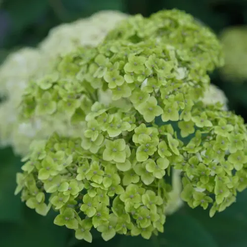 Hydrangea Smooth Invincibelle Sublime