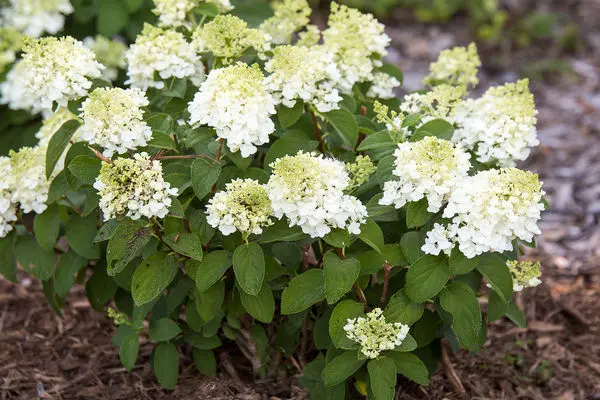 Hydrangea Little Hottie