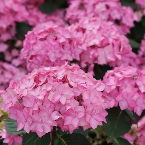 Hydrangea Bigleaf Let's Dance Can Do