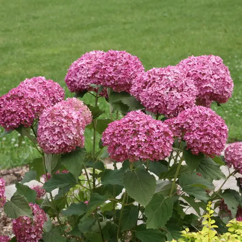 Hydrangea Smooth Invincibelle Mini Mauvette