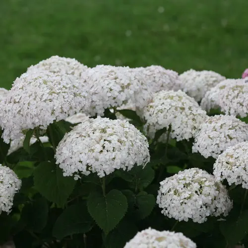 Hydrangea Invincibelle Wee White