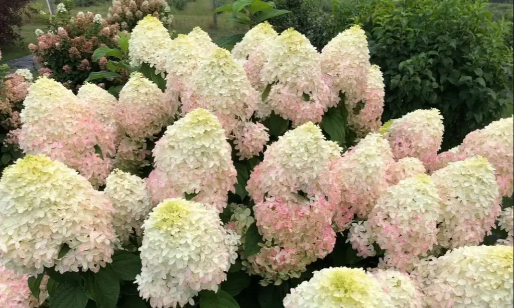 Hydrangea Quick Fire Fab