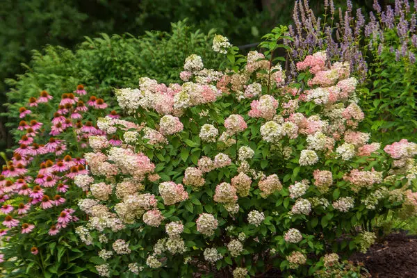 Hydrangea Strawberry Sundae