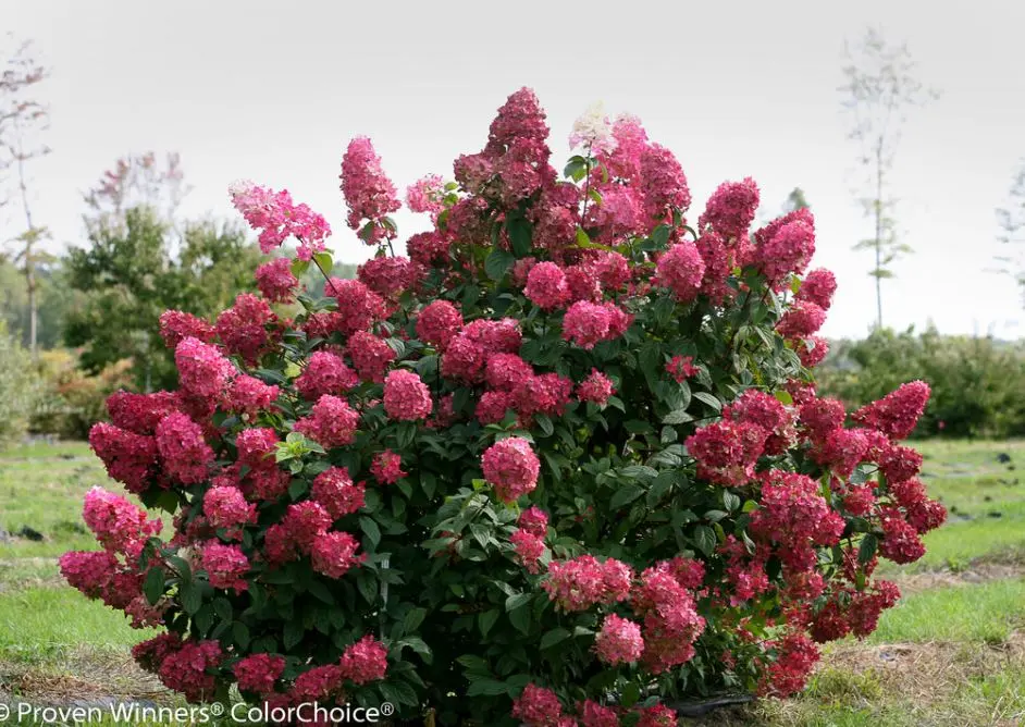 Hydrangea Fire Light