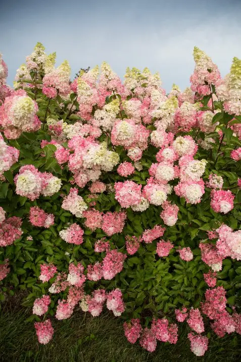 Hydrangea Berry White