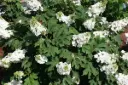 Hydrangea Oakleaf Jetstream