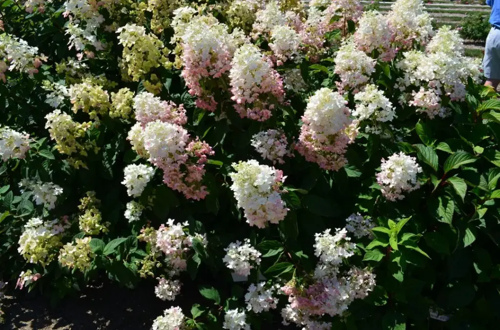 Hydrangea Tickled Pink