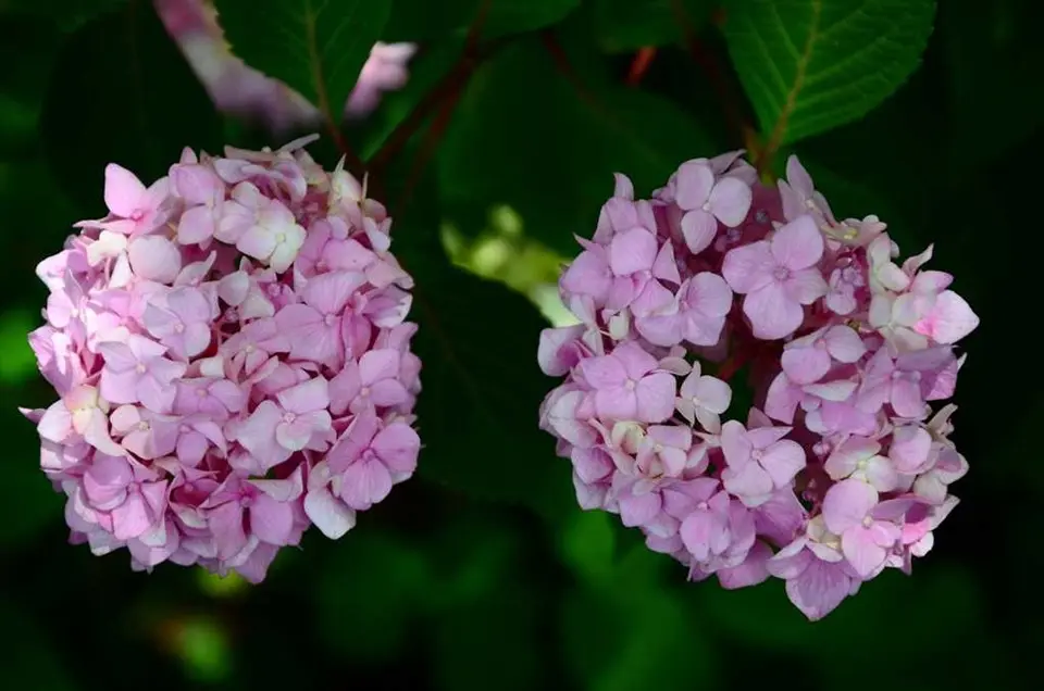 Hydrangea BloomStruck