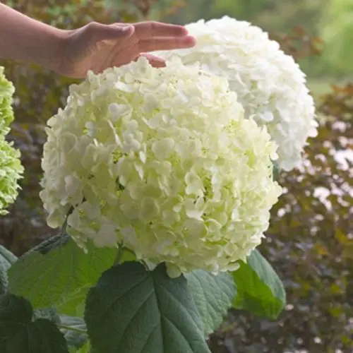 Hydrangea Smooth Incrediball