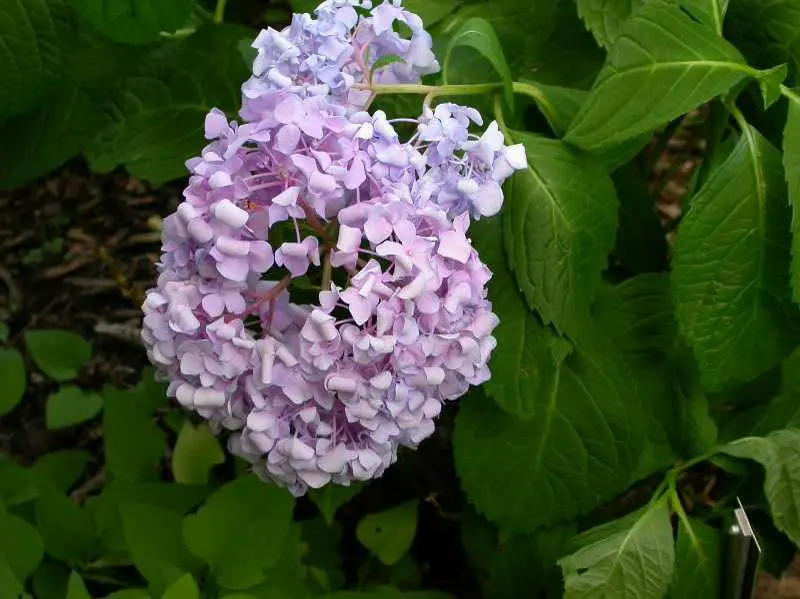 Hydrangea Bigleaf Endless Summer