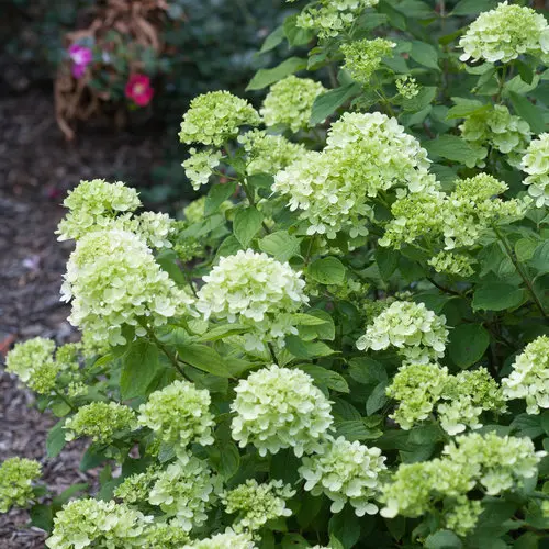 Hydrangea Little Lime