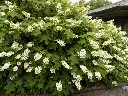Hydrangea Oakleaf Pee Wee