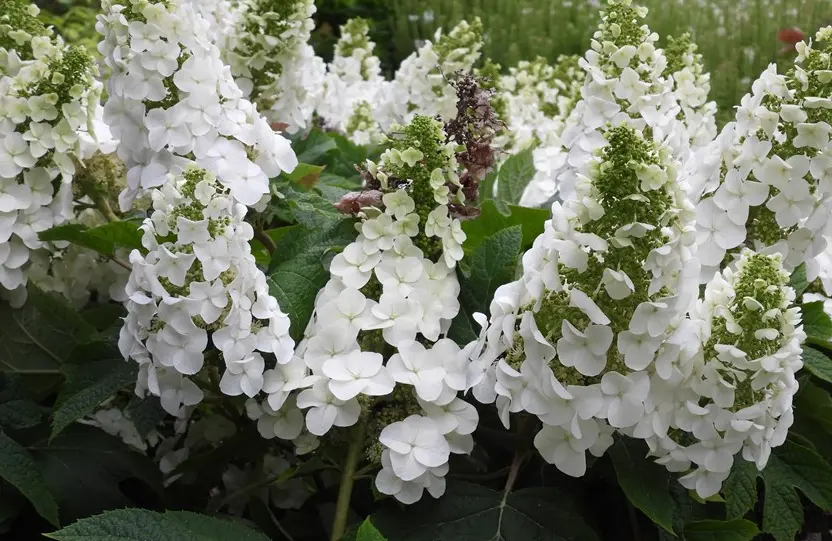 Hydrangea Oakleaf Ruby Slippers