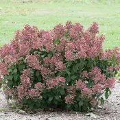 Hydrangea Little Quick Fire