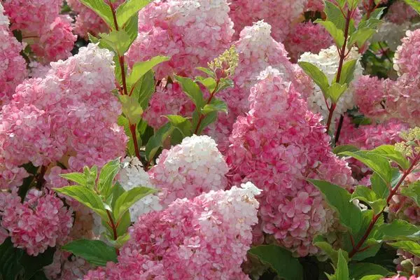 Hydrangea Vanilla Strawberry