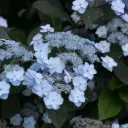 Hydrangea Tiny Tuff Stuff