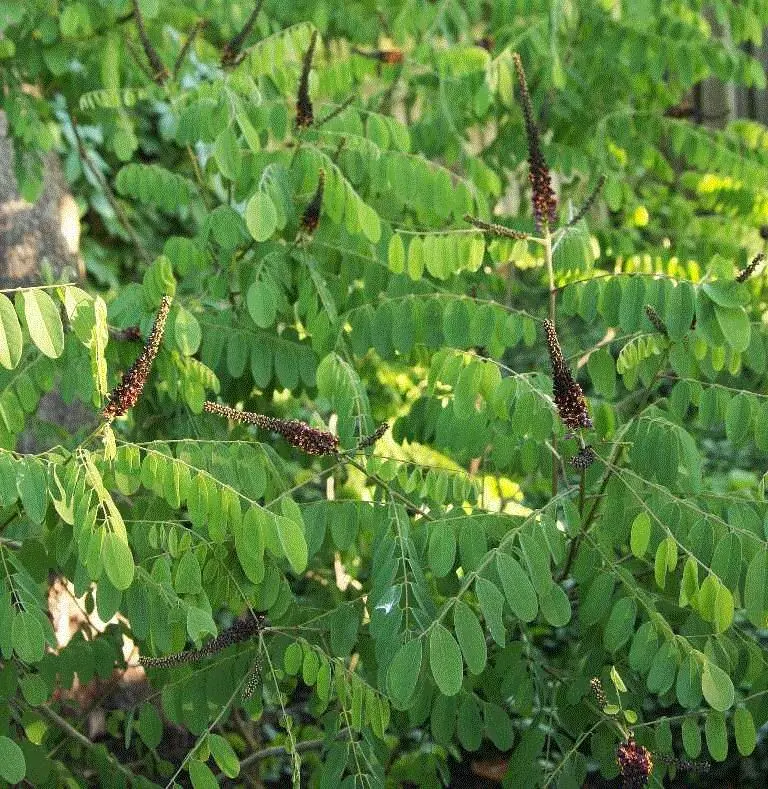 Shrub Indigo