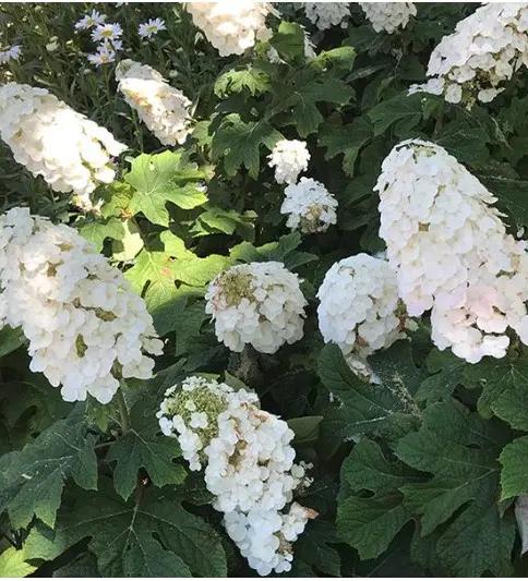 Hydrangea Oakleaf Alice 'n Wonderland