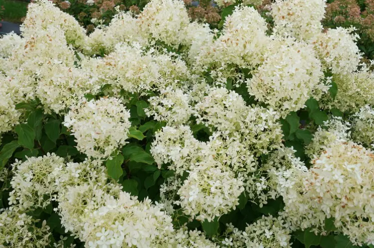 Hydrangea Puffer Fish