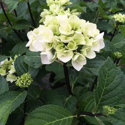 Hydrangea Bigleaf Zebra