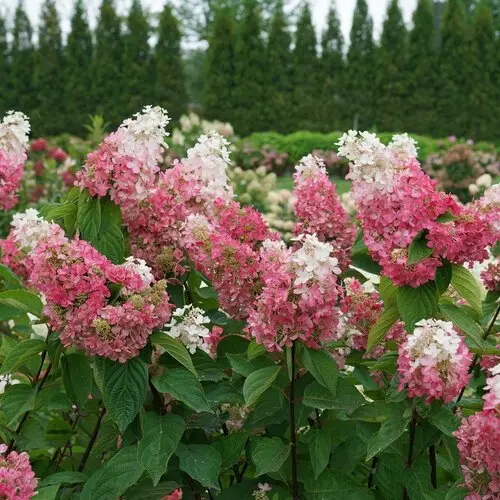 Hydrangea Pinky Winky Prime